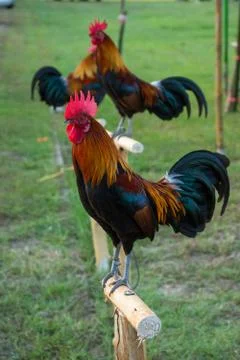 Rooster Stock Photos