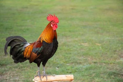 Rooster Stock Photos