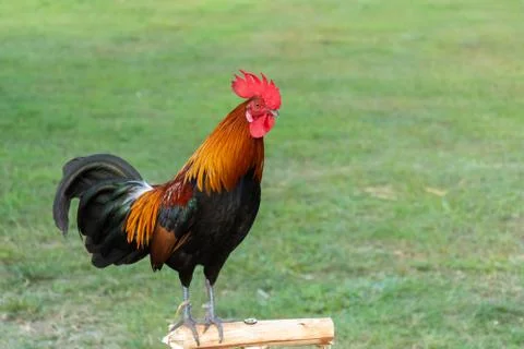 Rooster Stock Photos