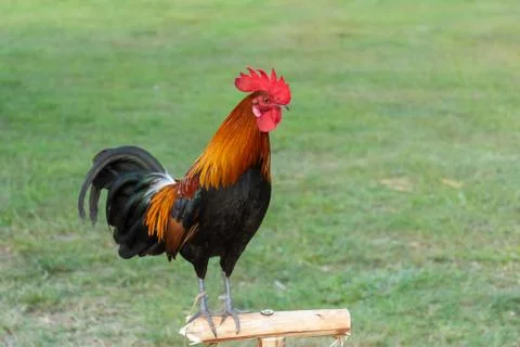 Rooster Stock Photos