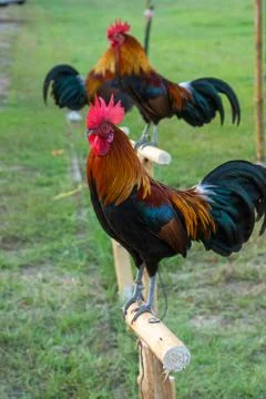 Rooster Stock Photos