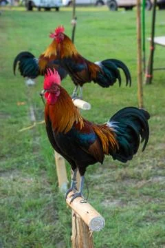 Rooster Stock Photos