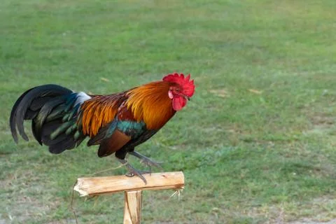 Rooster Stock Photos