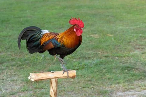 Rooster Stock Photos