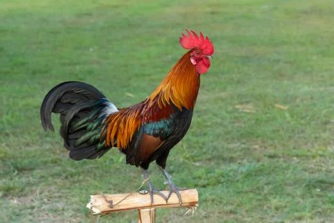 Rooster Stock Photos