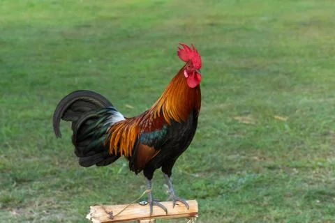 Rooster Stock Photos
