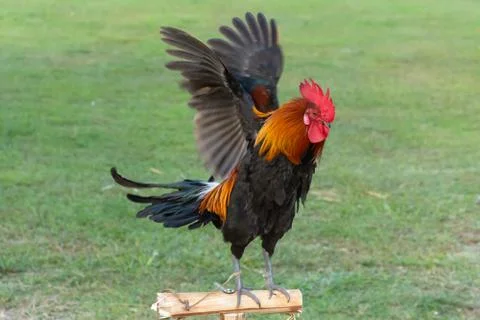 Rooster Stock Photos