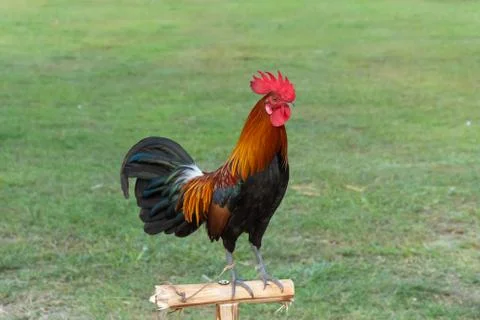 Rooster Stock Photos