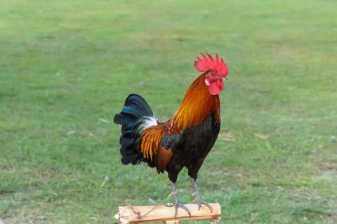 Rooster Stock Photos