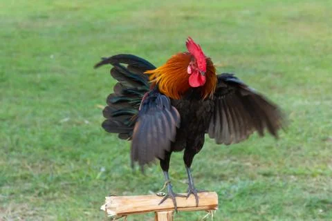 Rooster Stock Photos