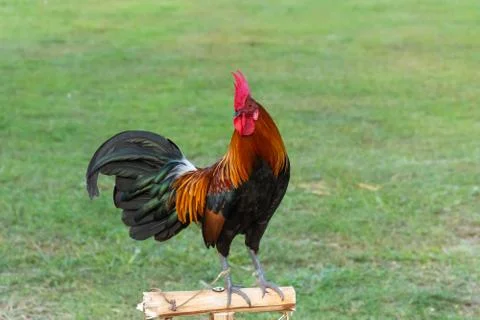 Rooster Stock Photos