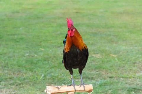 Rooster Stock Photos