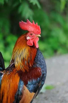 Rooster 写真素材