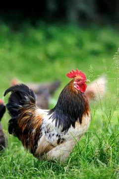 Rooster Foto stock