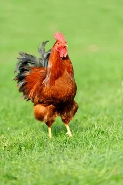 Rooster Foto stock