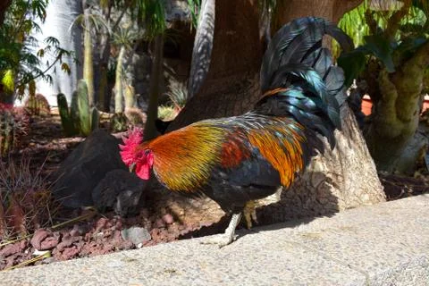 ROOSTER Stock Photos