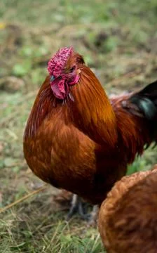 Rooster Stock Photos