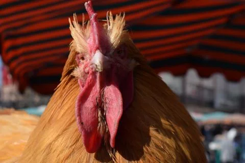 Rooster! Stock Photos