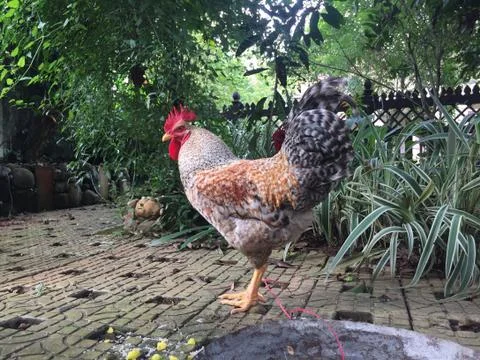 Rooster Stock Photos