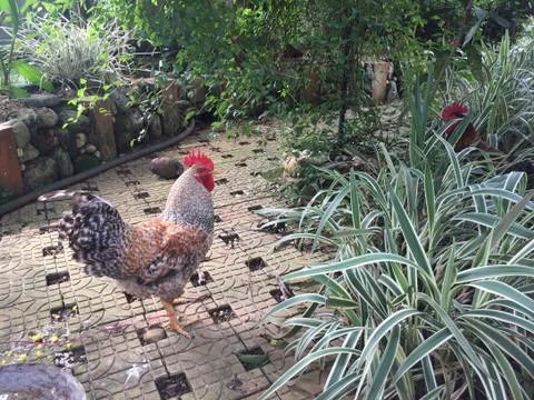 Rooster Stock Photos