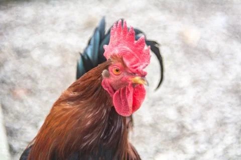 Rooster Foto stock