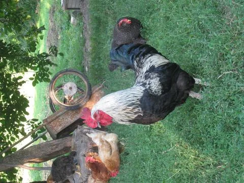 Rooster Stock Photos