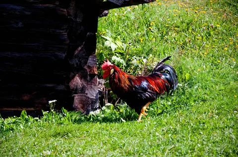 Rooster Stock Photos