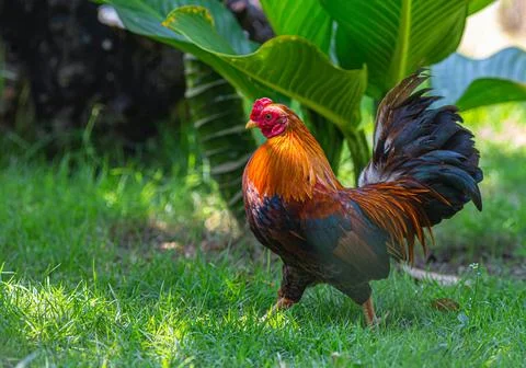 Rooster Foto stock