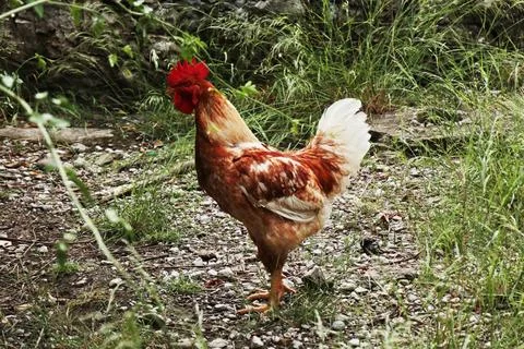Rooster Stock-Fotos