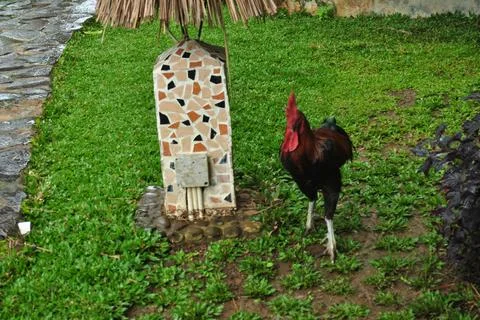 The Rooster Stock Photos