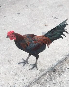 A rooster Stock Photos