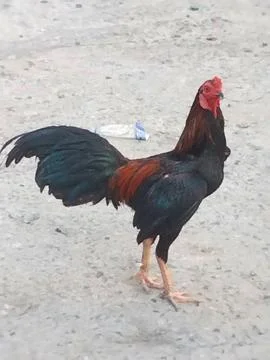 A rooster Stock Photos