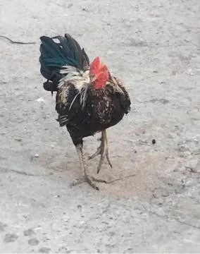 A rooster Stock Photos