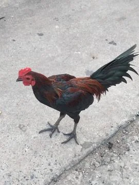 A rooster Stock Photos