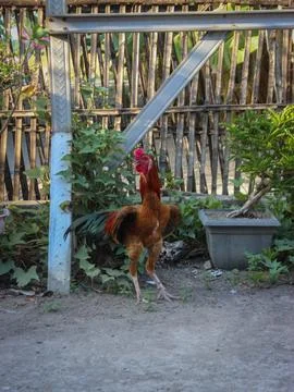 Rooster Stock Photos