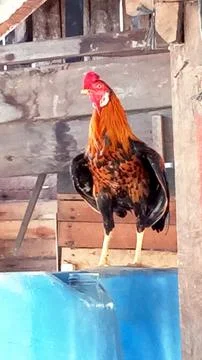 A rooster Stock-Fotos
