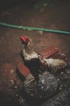 Rooster playing in the rain Stock Photos