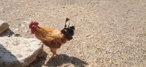 Rooster Pooping in Farmyard 動画素材 342402926