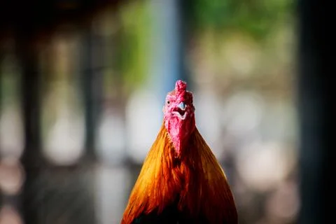 Rooster portrait. Beautiful multi colored rooster photographed close up Stock Photos