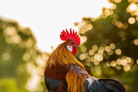 Rooster portrait. Beautiful multi colored rooster photographed close up Stock Photos