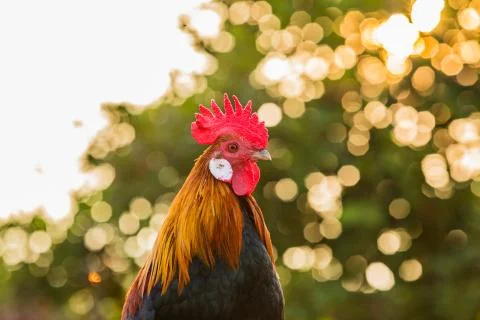 Rooster portrait. Beautiful multi colored rooster photographed close up Stock Photos