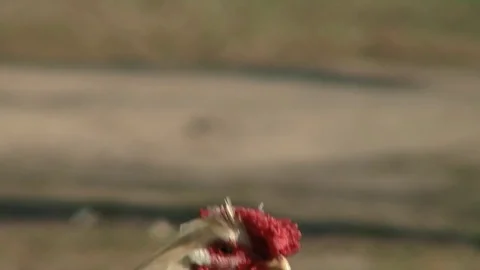 Rooster portrait at the farm Stock Footage 85339599