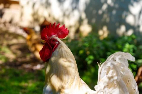 Rooster Portrait with Green Background Stock Photos