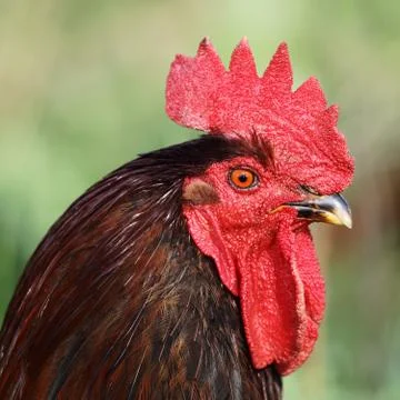 Rooster portrait Stock Photos