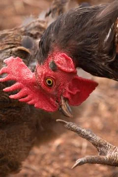 Rooster portrait Photos