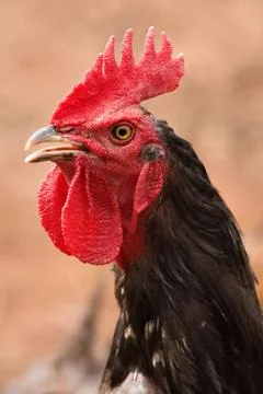 Rooster portrait Stock Photos