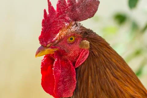 Rooster Portrait Stock Photos