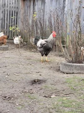Rooster posing in the center of village courtyard Stock Photos