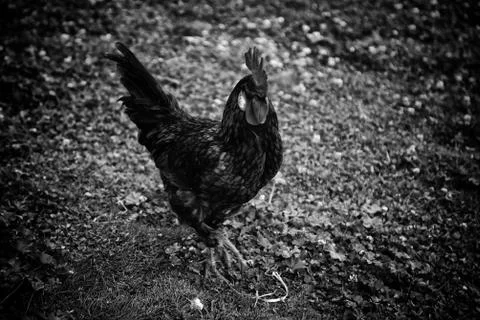Rooster Poultry hen Foto stock