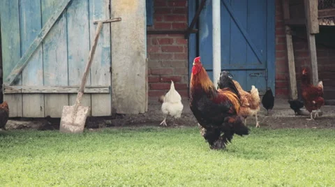 Rooster in profile in the farmyard Stock Footage 51615637